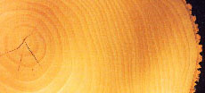 il legno è vivo